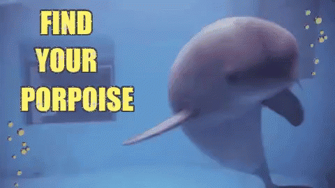 Find Your Porpoise