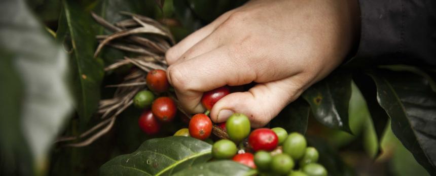 Image of a person picking coffee beans